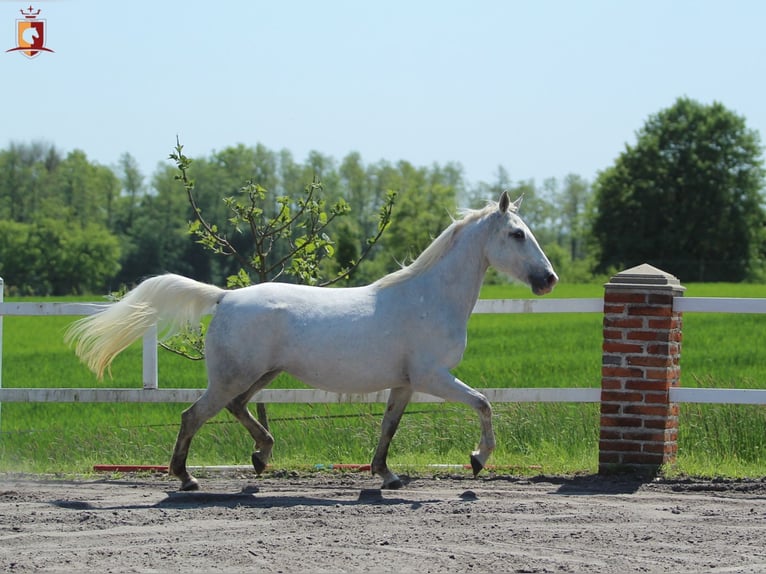 Lipizzaner Stute 5 Jahre 160 cm Schimmel in Trnovska vas