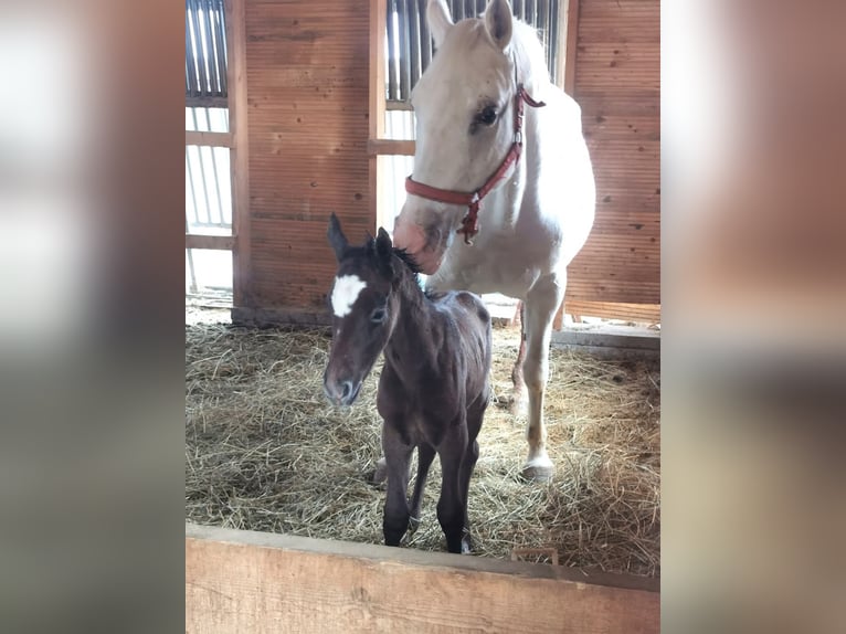 Lipizzaner Stute 5 Jahre 160 cm Schimmel in Trnovska vas