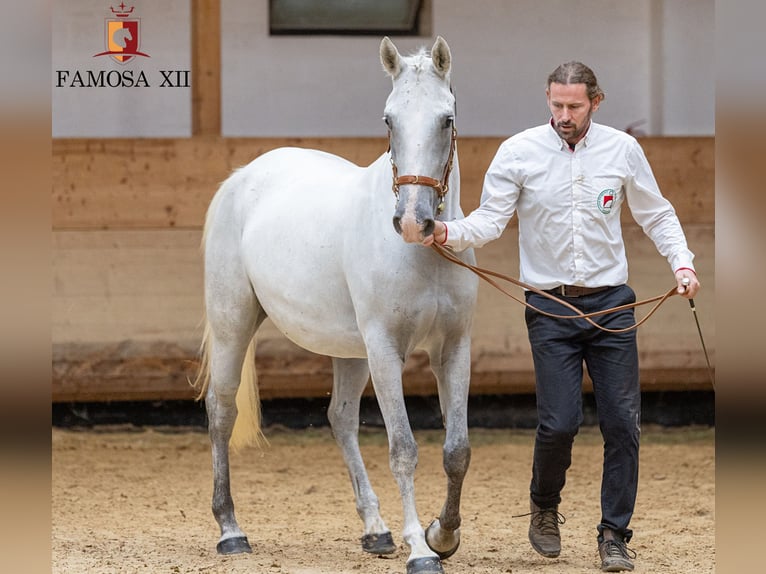 Lipizzaner Stute 5 Jahre 160 cm Schimmel in Trnovska vas
