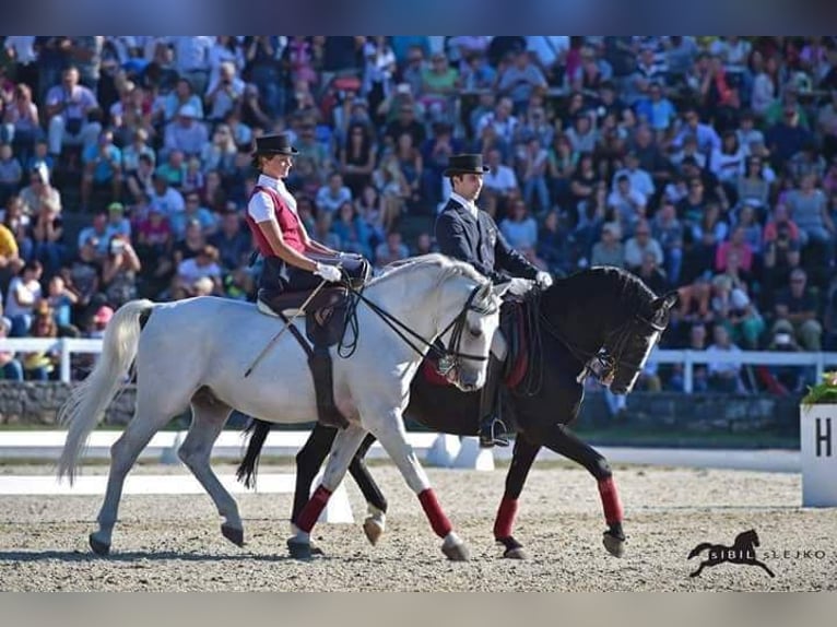 Lipizzaner Stute 5 Jahre 160 cm Schimmel in Trnovska vas
