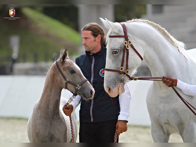 Lipizzaner Stute 5 Jahre 160 cm Schimmel in Trnovska vas