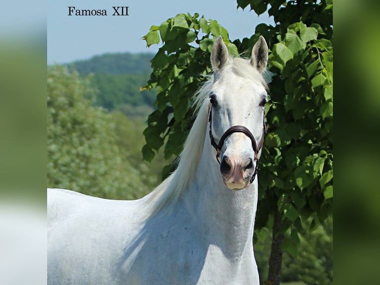 Lipizzaner Stute 5 Jahre 160 cm Schimmel in Trnovska vas
