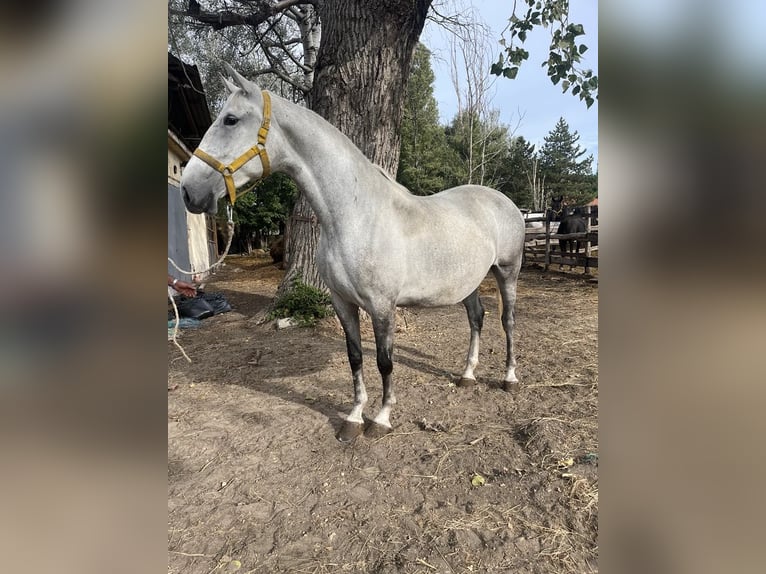 Lipizzaner Stute 5 Jahre 170 cm Apfelschimmel in Kiskunhalas