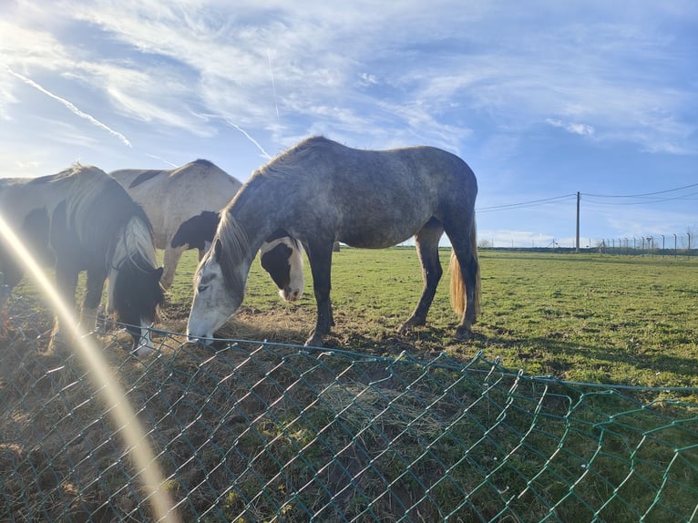 Lipizzaner Mix Stute 5 Jahre Schimmel in Maarkedal