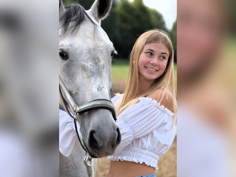 Lipizzaner Mix Stute 6 Jahre 160 cm Apfelschimmel in Gangkofen