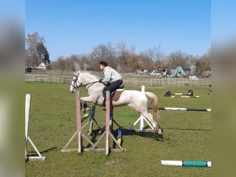 Lipizzaner Stute 6 Jahre 160 cm Schimmel in Jászberény