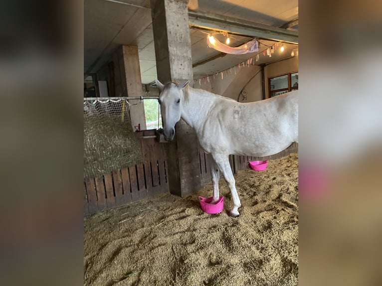 Lipizzaner Stute 6 Jahre 168 cm Schimmel in Herdwangen-Sch&#xF6;nach