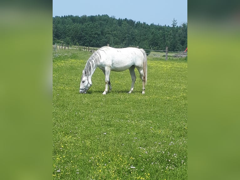 Lipizzaner Stute 6 Jahre 172 cm White in Steyr