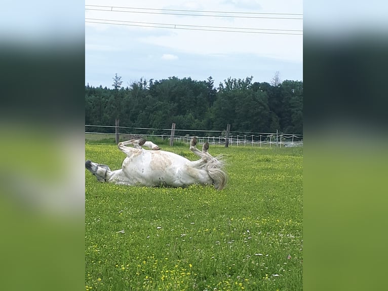 Lipizzaner Stute 6 Jahre 172 cm White in Steyr