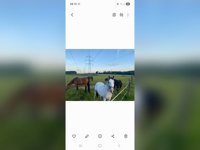 Lipizzaner Stute 6 Jahre 172 cm White in Steyr