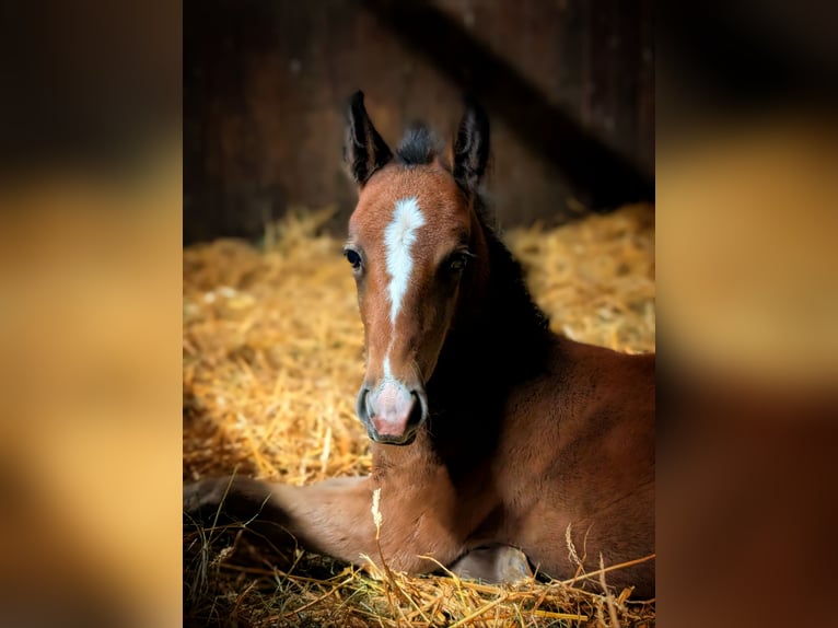 Lipizzaner Stute 7 Jahre 154 cm Schimmel in Gernsbach