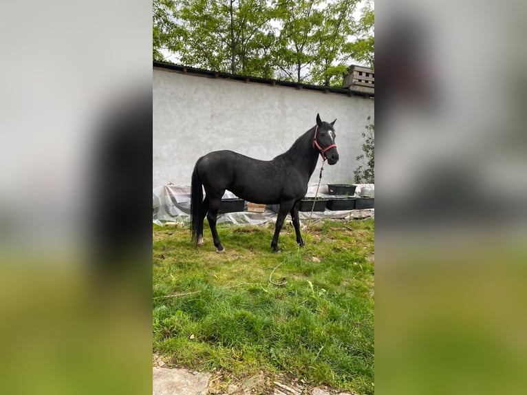 Lipizzaner Stute 7 Jahre 155 cm Rappe in Cluj-Napoca