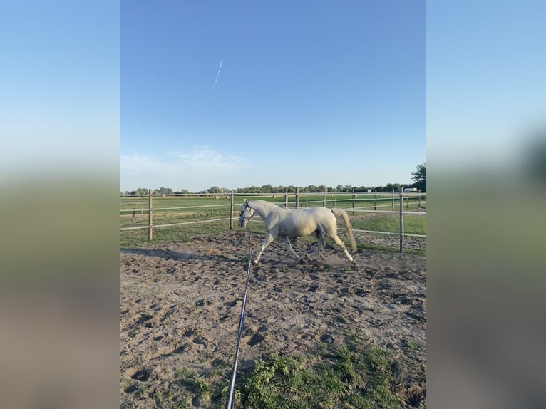 Lipizzaner Stute 7 Jahre 158 cm Fliegenschimmel in Szatymaz, Csongr&#xE1;d-Csan&#xE1;d county