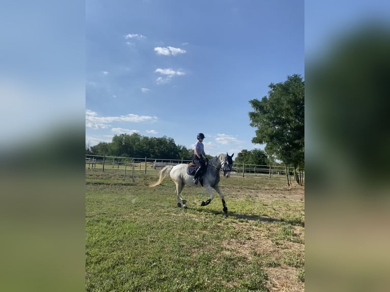 Lipizzaner Stute 7 Jahre 158 cm Fliegenschimmel in Szatymaz, Csongr&#xE1;d-Csan&#xE1;d county