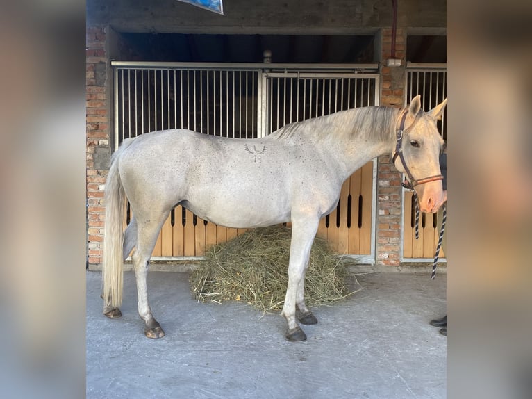 Lipizzaner Stute 7 Jahre 158 cm Fliegenschimmel in Szatymaz, Csongr&#xE1;d-Csan&#xE1;d county