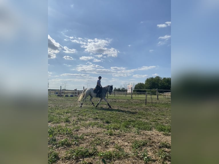 Lipizzaner Stute 7 Jahre 158 cm Fliegenschimmel in Szatymaz, Csongr&#xE1;d-Csan&#xE1;d county