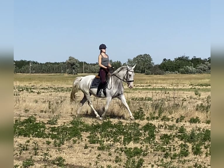 Lipizzaner Stute 7 Jahre 158 cm Fliegenschimmel in Szatymaz, Csongr&#xE1;d-Csan&#xE1;d county