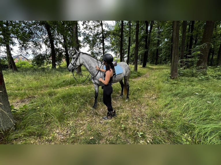 Lipizzaner Mix Stute 7 Jahre 160 cm Apfelschimmel in Satulung