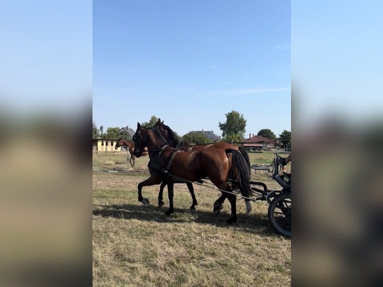 Lipizzaner Stute 7 Jahre 165 cm Brauner in Mezőörs