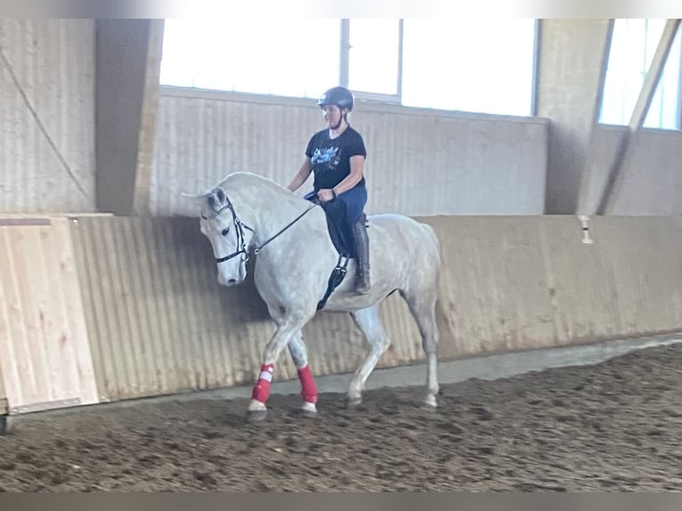 Lipizzaner Stute 7 Jahre 172 cm Schimmel in ÜberlingenÜberlingen