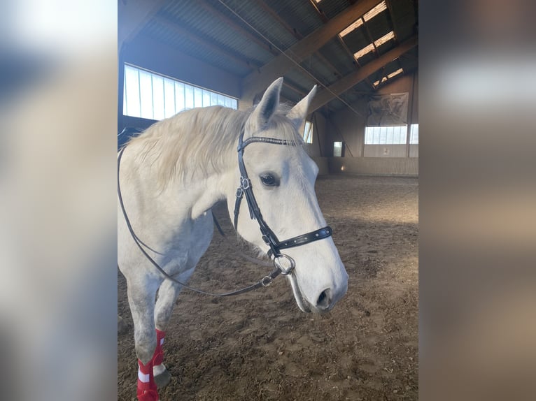 Lipizzaner Stute 7 Jahre 172 cm Schimmel in ÜberlingenÜberlingen