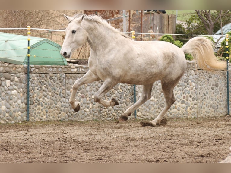 Lipizzaner Stute 7 Jahre 172 cm Schimmel in ÜberlingenÜberlingen