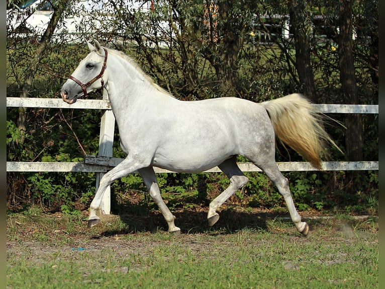 Lipizzaner Stute 8 Jahre Schimmel in Trnovska vas