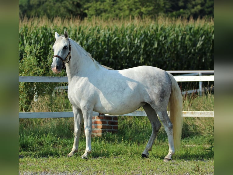 Lipizzaner Stute 8 Jahre Schimmel in Trnovska vas