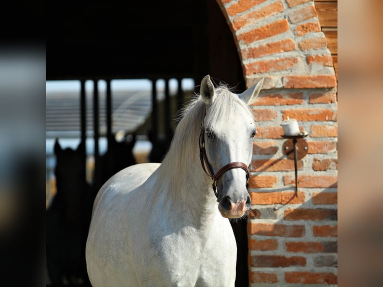 Lipizzaner Stute 8 Jahre Schimmel in Trnovska vas
