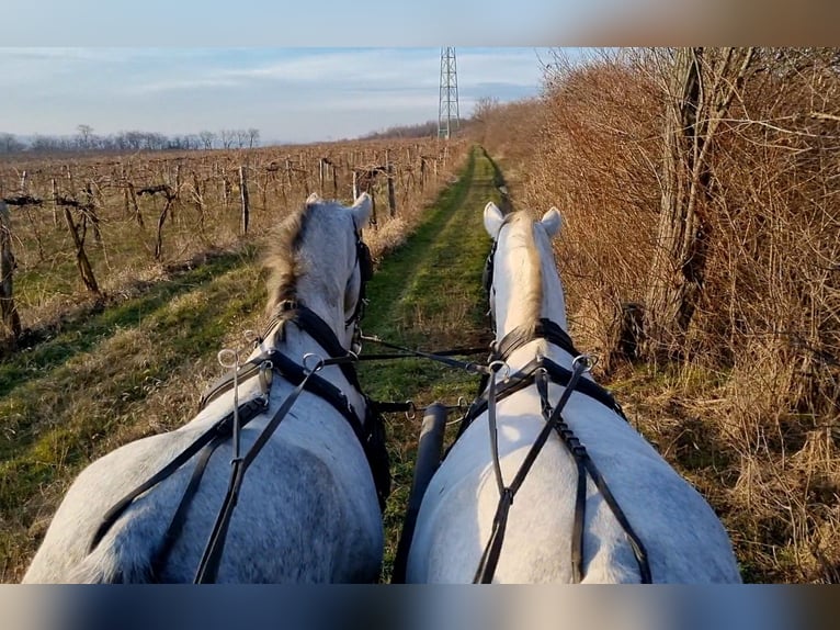 Lipizzaner Stute 8 Jahre Schimmel in Tordas