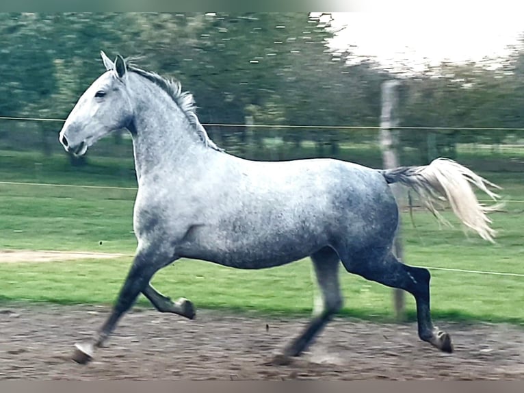 Lipizzaner Stute 8 Jahre Schimmel in Tordas