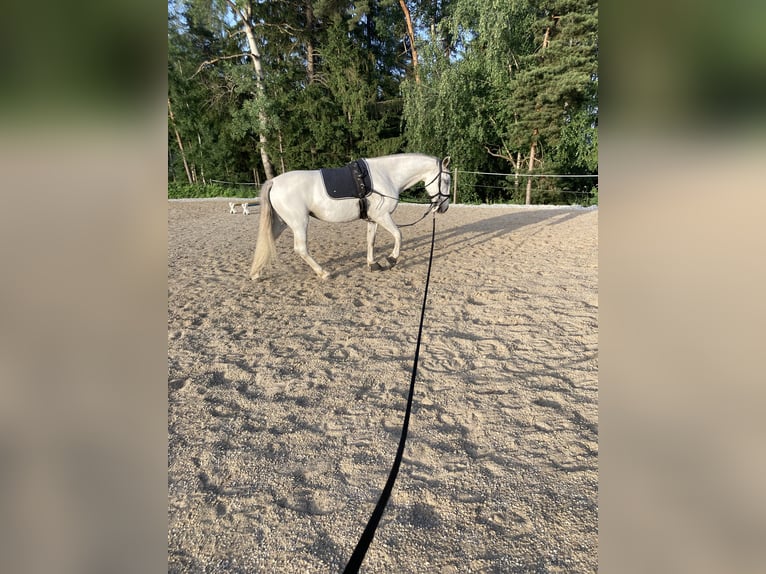 Lipizzaner Stute 9 Jahre 148 cm in Voitsberg