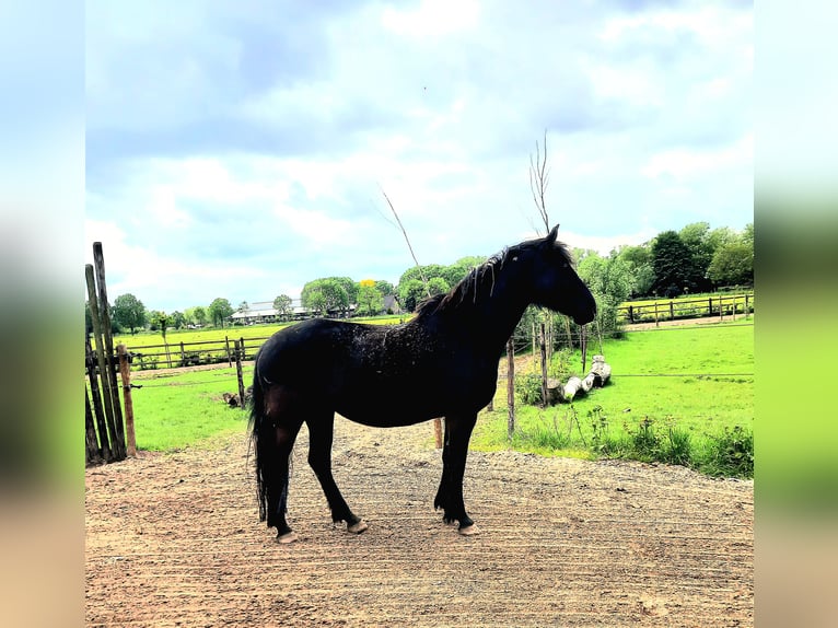 Lipizzaner Stute 9 Jahre 153 cm Dunkelbrauner in Nieuwegein