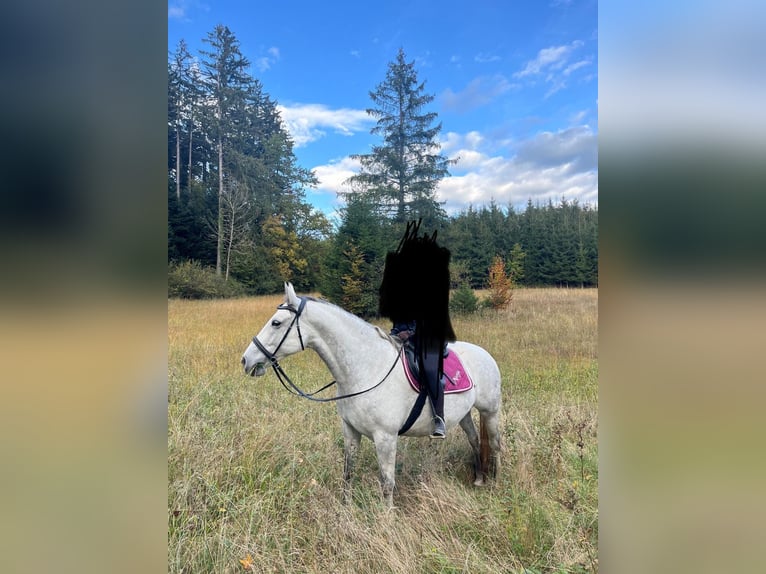 Lipizzaner Stute 9 Jahre 156 cm Apfelschimmel in Weisslingen