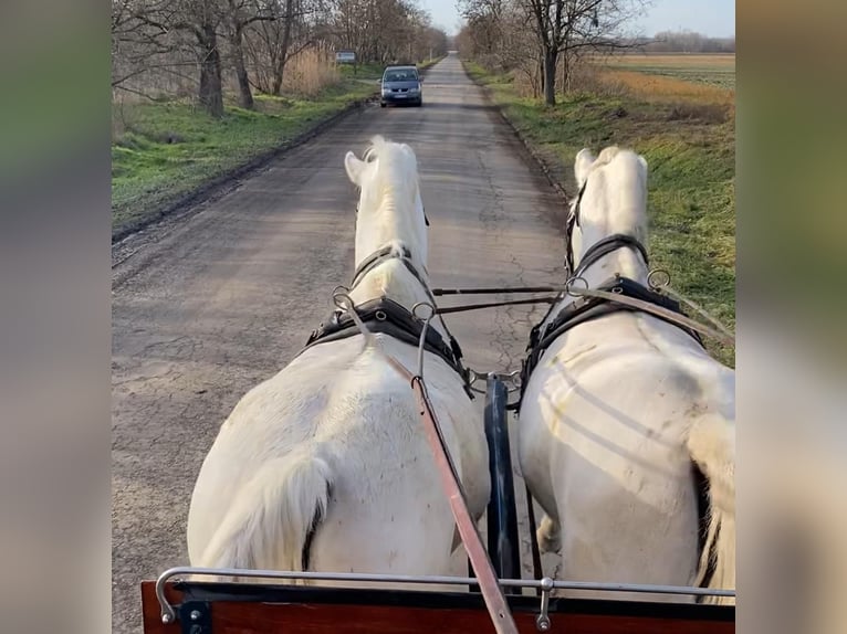 Lipizzaner Stute 9 Jahre 160 cm White in Tass
