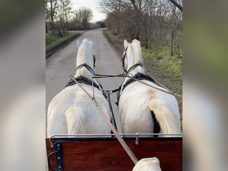 Lipizzaner Stute 9 Jahre 160 cm White in Tass