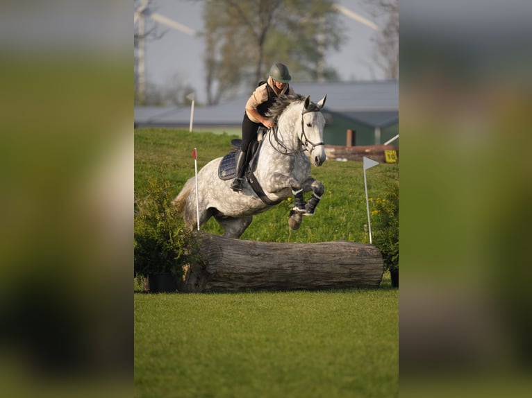Lipizzaner Mix Stute 9 Jahre 175 cm Apfelschimmel in Dieren