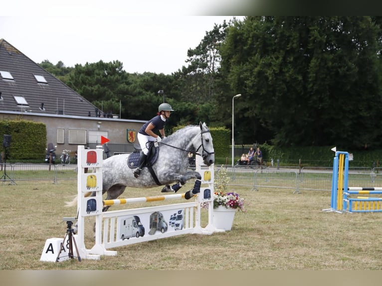 Lipizzaner Mix Stute 9 Jahre 175 cm Apfelschimmel in Dieren