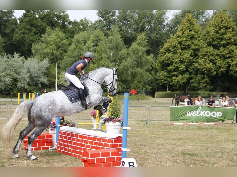 Lipizzaner Mix Stute 9 Jahre 175 cm Apfelschimmel in Dieren