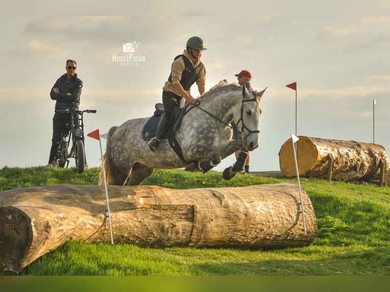 Lipizzaner Mix Stute 9 Jahre 175 cm Apfelschimmel in Dieren