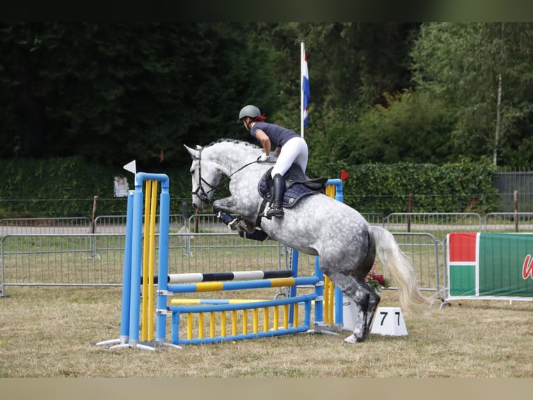 Lipizzaner Mix Stute 9 Jahre 175 cm Apfelschimmel in Dieren