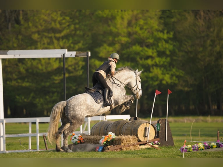 Lipizzaner Mix Stute 9 Jahre 175 cm Apfelschimmel in Dieren