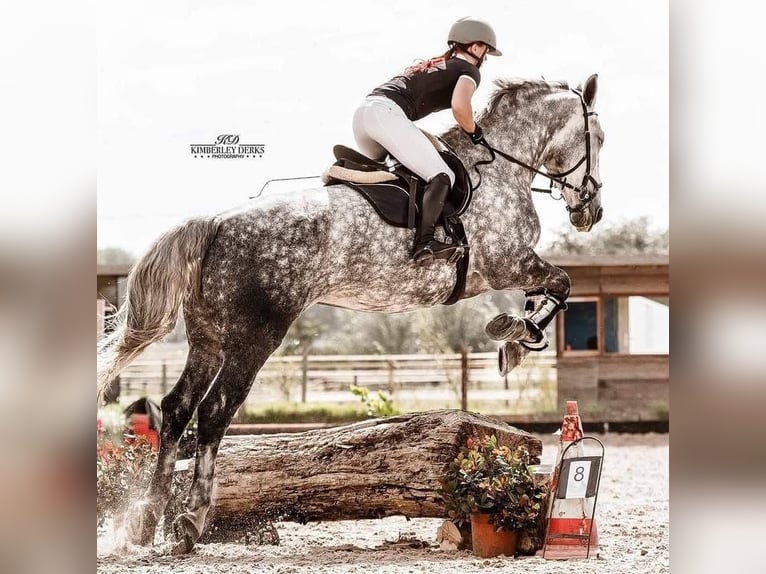 Lipizzaner Mix Stute 9 Jahre 175 cm Apfelschimmel in Dieren