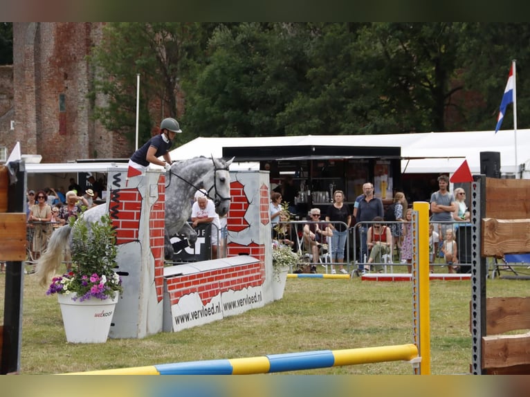 Lipizzaner Mix Stute 9 Jahre 175 cm Apfelschimmel in Dieren