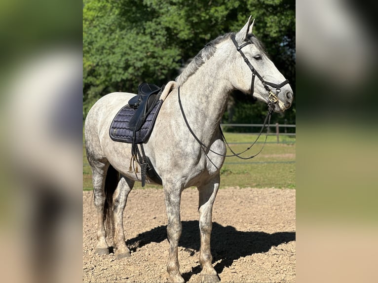 Lipizzaner Mix Stute 9 Jahre 175 cm Apfelschimmel in Dieren