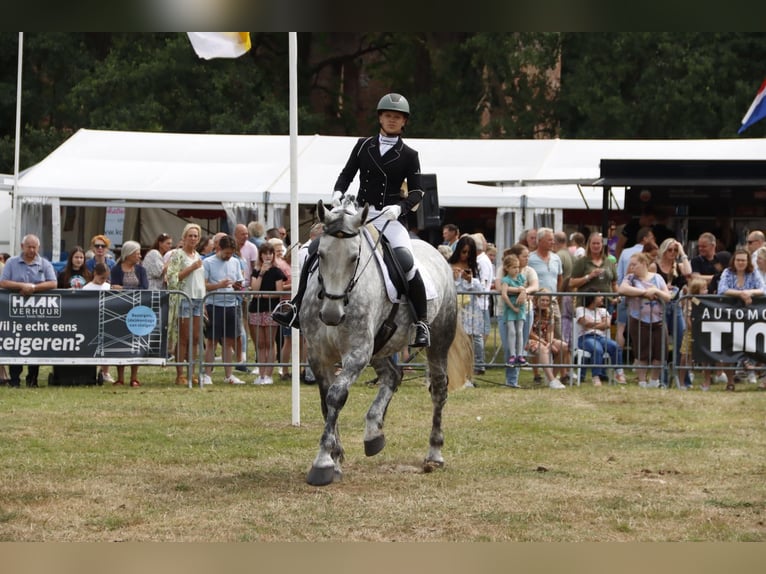 Lipizzaner Mix Stute 9 Jahre 175 cm Apfelschimmel in Dieren