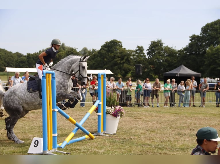 Lipizzaner Mix Stute 9 Jahre 175 cm Apfelschimmel in Dieren