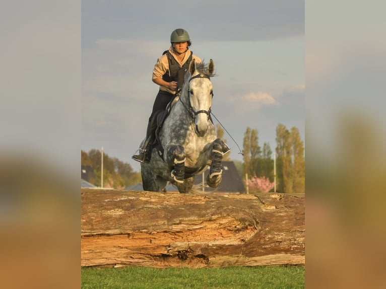 Lipizzaner Mix Stute 9 Jahre 175 cm Apfelschimmel in Dieren
