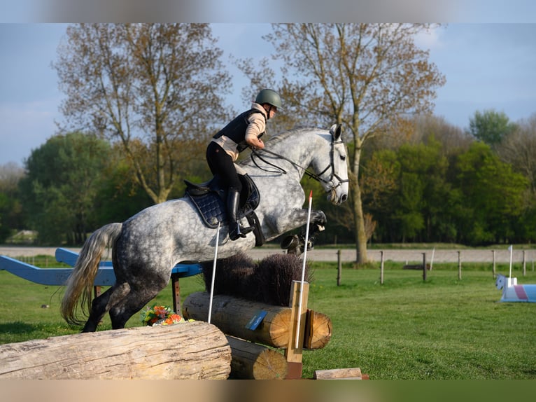Lipizzaner Mix Stute 9 Jahre 175 cm Apfelschimmel in Dieren