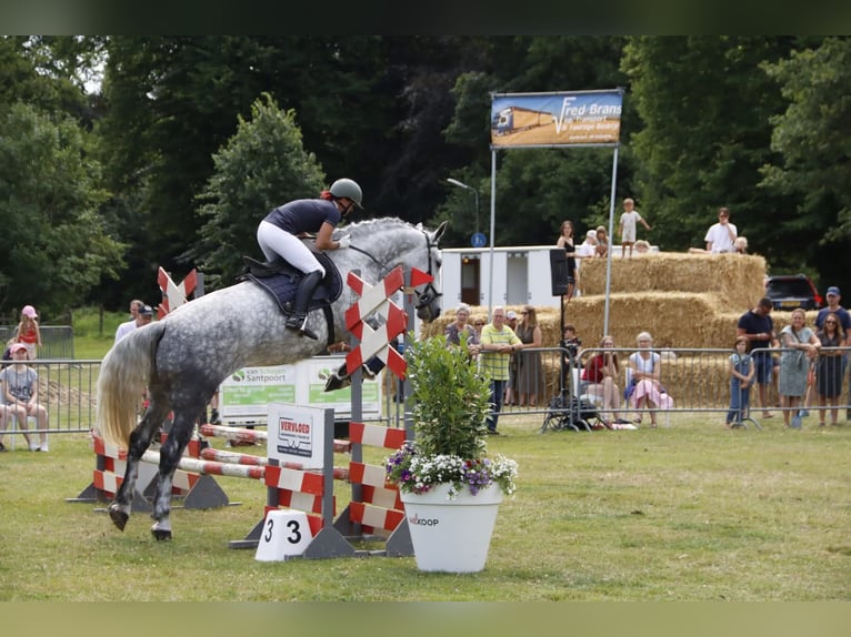 Lipizzaner Mix Stute 9 Jahre 175 cm Apfelschimmel in Dieren